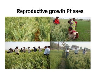 Reproductive growth Phases
 