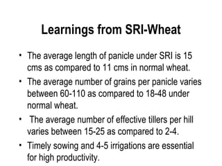 Learnings from SRI-Wheat
• The average length of panicle under SRI is 15
  cms as compared to 11 cms in normal wheat.
• The average number of grains per panicle varies
  between 60-110 as compared to 18-48 under
  normal wheat.
• The average number of effective tillers per hill
  varies between 15-25 as compared to 2-4.
• Timely sowing and 4-5 irrigations are essential
  for high productivity.
 