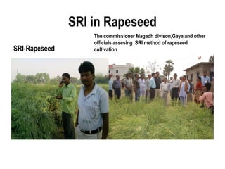 SRI in Rapeseed
                   The commissioner Magadh divison,Gaya and other
                   officials assesing SRI method of rapeseed
SRI-Rapeseed       cultivation
 