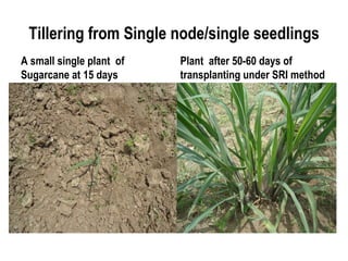 Tillering from Single node/single seedlings
A small single plant of   Plant after 50-60 days of
Sugarcane at 15 days      transplanting under SRI method
 