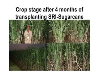 Crop stage after 4 months of
transplanting SRI-Sugarcane
 