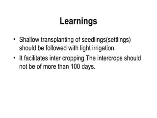 Learnings
• Shallow transplanting of seedlings(settlings)
  should be followed with light irrigation.
• It facilitates inter cropping.The intercrops should
  not be of more than 100 days.
 