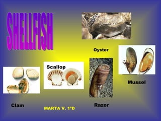 Oyster Clam Scallop Mussel Razor SHELLFISH MARTA V. 1ºD 