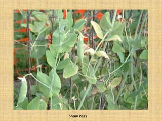 Snow Peas
