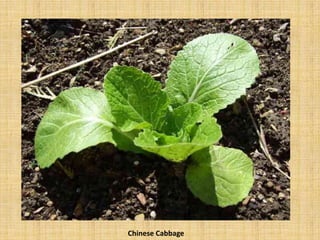 Chinese Cabbage