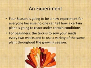 An ExperimentFour Season is going to be a new experiment for everyone because no one can tell how a certain plant is going to react under certain conditions. For beginners: the trick is to sow your seeds every two weeks and to use a variety of the same plant throughout the growing season.
