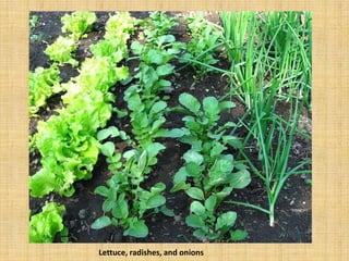 Lettuce, radishes, and onions