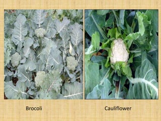 Brocoli Cauliflower