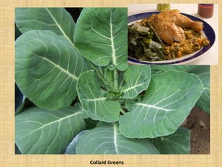 Collard Greens