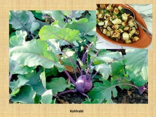Kohlrabi