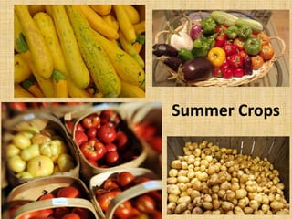 Summer Crops