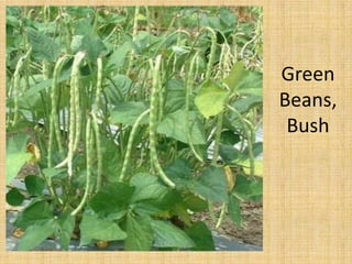 Green Beans, Bush
