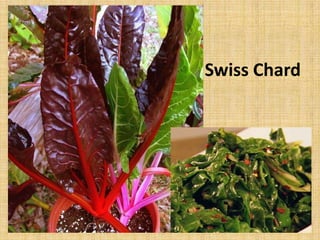 Swiss Chard