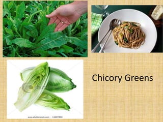 Chicory Greens