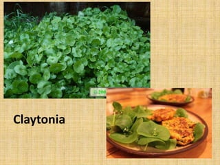 Claytonia