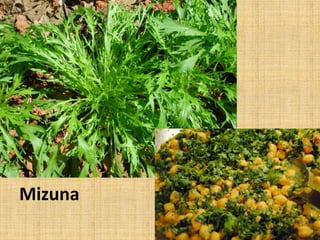 Mizuna