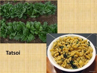 Tatsoi