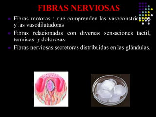 FIBRAS NERVIOSAS
 Fibras motoras : que comprenden las vasoconstrictoras
y las vasodilatadoras
 Fibras relacionadas con diversas sensaciones tactil,
termicas y dolorosas
 Fibras nerviosas secretoras distribuidas en las glándulas.
 