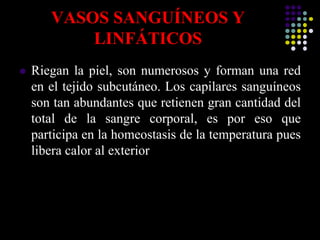 VASOS SANGUÍNEOS Y
LINFÁTICOS
 Riegan la piel, son numerosos y forman una red
en el tejido subcutáneo. Los capilares sanguíneos
son tan abundantes que retienen gran cantidad del
total de la sangre corporal, es por eso que
participa en la homeostasis de la temperatura pues
libera calor al exterior
 