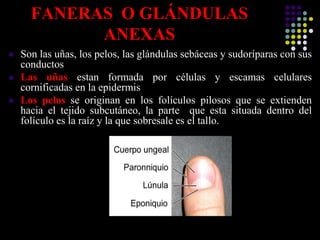 FANERAS O GLÁNDULAS
ANEXAS
 Son las uñas, los pelos, las glándulas sebáceas y sudoríparas con sus
conductos
 Las uñas estan formada por células y escamas celulares
cornificadas en la epidermis
 Los pelos se originan en los folículos pilosos que se extienden
hacia el tejido subcutáneo, la parte que esta situada dentro del
folículo es la raíz y la que sobresale es el tallo.
 