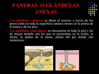 FANERAS O GLÁNDULAS
ANEXAS
 Las glándulas sebáceas se abren al exterior a través de los
poros están en toda la superficie cutánea menos en la palma de
la mano y de los pies.
 Las glándulas sudoríparas se encuentran en toda la piel y las
de mayor tamaño son las que se encuentran en la axilas, la
frente, la palma de la mano, planta del pie donde son
numerosas.
 
