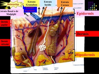 Epidermis
Dermis
Hipodermis
Melanocitos
Estrato
Espinoso
Estrato Basal o de
Malpighi
Estrato
Granuloso
Estrato
lucido
Estrato
Corneo
Dermis
papilar
Dermis
reticular
 