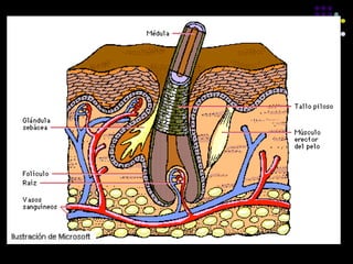 4 SENTIDO DEL TACTO.pptx