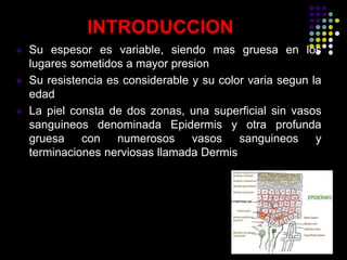INTRODUCCION
 Su espesor es variable, siendo mas gruesa en los
lugares sometidos a mayor presion
 Su resistencia es considerable y su color varia segun la
edad
 La piel consta de dos zonas, una superficial sin vasos
sanguineos denominada Epidermis y otra profunda
gruesa con numerosos vasos sanguineos y
terminaciones nerviosas llamada Dermis
 