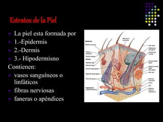 Estratos de la Piel
 La piel esta formada por
 1.-Epidermis
 2.-Dermis
 3.- Hipodermisno
Contienen:
 vasos sanguíneos o
linfáticos
 fibras nerviosas
 faneras o apéndices
 