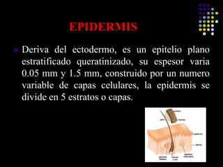 EPIDERMIS
 Deriva del ectodermo, es un epitelio plano
estratificado queratinizado, su espesor varia
0.05 mm y 1.5 mm, construido por un numero
variable de capas celulares, la epidermis se
divide en 5 estratos o capas.
 