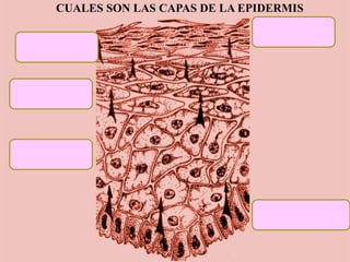 CUALES SON LAS CAPAS DE LA EPIDERMIS
 