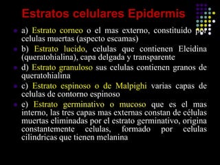 Estratos celulares Epidermis
 a) Estrato corneo o el mas externo, constituido por
celulas muertas (aspecto escamas)
 b) Estrato lucido, celulas que contienen Eleidina
(queratohialina), capa delgada y transparente
 d) Estrato granuloso sus celulas contienen granos de
queratohialina
 c) Estrato espinoso o de Malpighi varias capas de
celulas de contorno espinoso
 e) Estrato germinativo o mucoso que es el mas
interno, las tres capas mas externas constan de células
muertas eliminadas por el estrato germinativo, origina
constantemente celulas, formado por celulas
cilindricas que tienen melanina
 