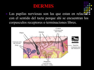 DERMIS
 Las papilas nerviosas son las que estan en relacion
con el sentido del tacto porque ahi se encuentran los
corpusculos receptores o terminaciones libres.
 
