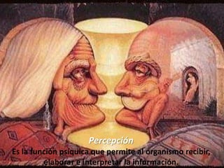 PercepciónEs la función psíquica que permite al organismo recibir, elaborar e interpretar la información.