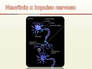 Neurônio x Impulso nervoso
 