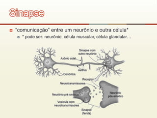  “comunicação” entre um neurônio e outra célula*
 * pode ser: neurônio, célula muscular, célula glandular…
Sinapse
 