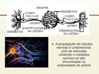  A propagação do impulso
nervoso é unidirecional,
pois as vesículas
contendo o mediador
químico só são
encontradas na
extremidade do axônio
 