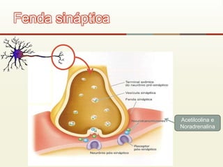 Fenda sináptica
Acetilcolina e
Noradrenalina
 