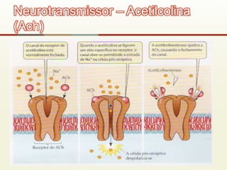Neurotransmissor – Acetilcolina
(Ach)
 