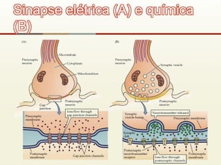 Sinapse elétrica (A) e química
(B)
 