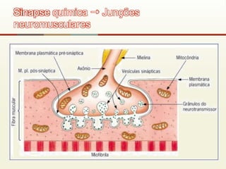 Sinapse química  Junções
neuromusculares
 