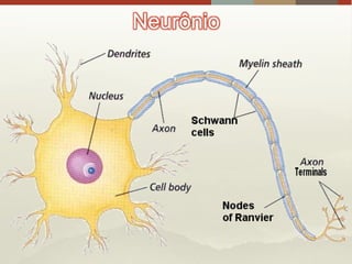 Neurônio
 