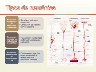 • Recebem estímulos
sensoriais
• Conduzem ao sistema
nervoso central
Neurônios
receptores
ou
sensitivos
(aferentes)
• Transmitem os impulsos
motores (respostas ao
estímulo)
Neurônios
motores ou
efetuadores
(eferentes)
• Estabelecem ligações
entre os neurônios
receptores e os
neurônios motores
Neurônios
associativos
ou
interneurôni
os
Tipos de neurônios
 