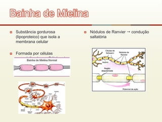  Substância gordurosa
(lipoproteico) que isola a
membrana celular
 Formada por células
especializadas  Células de
Schwann.
 Nódulos de Ranvier  condução
saltatória
Bainha de Mielina
 