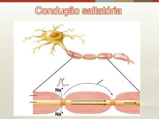 Condução saltatória
 