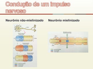 Neurônio não-mielinizado Neurônio mielinizado
Condução de um impulso
nervoso
 