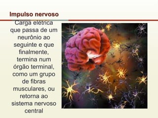 Impulso nervoso
Carga elétrica
que passa de um
neurônio ao
seguinte e que
finalmente,
termina num
órgão terminal,
como um grupo
de fibras
musculares, ou
retorna ao
sistema nervoso
central
 