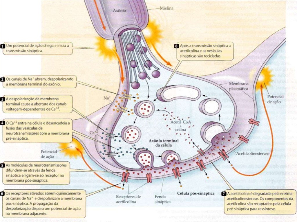 Sinapse química e elétrica 4 Sinapse química e elétrica 4