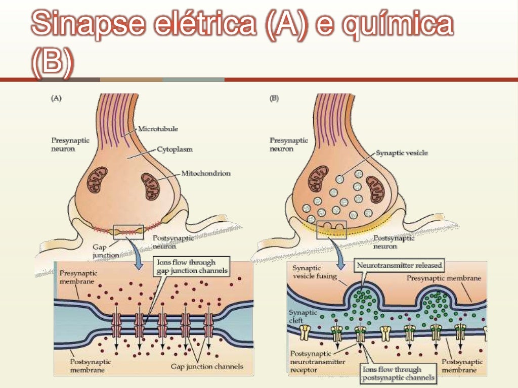 Sinapse química e elétrica 4 Sinapse química e elétrica 4