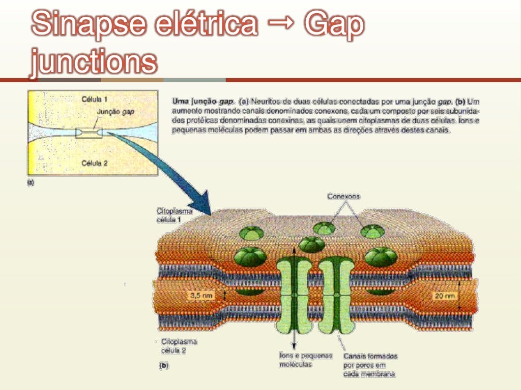 Sinapse química e elétrica 4 Sinapse química e elétrica 4